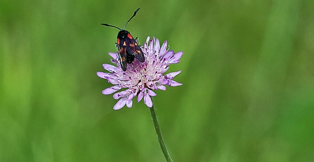 Widderchen beim Cicov