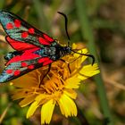 Widderchen beim Naschen