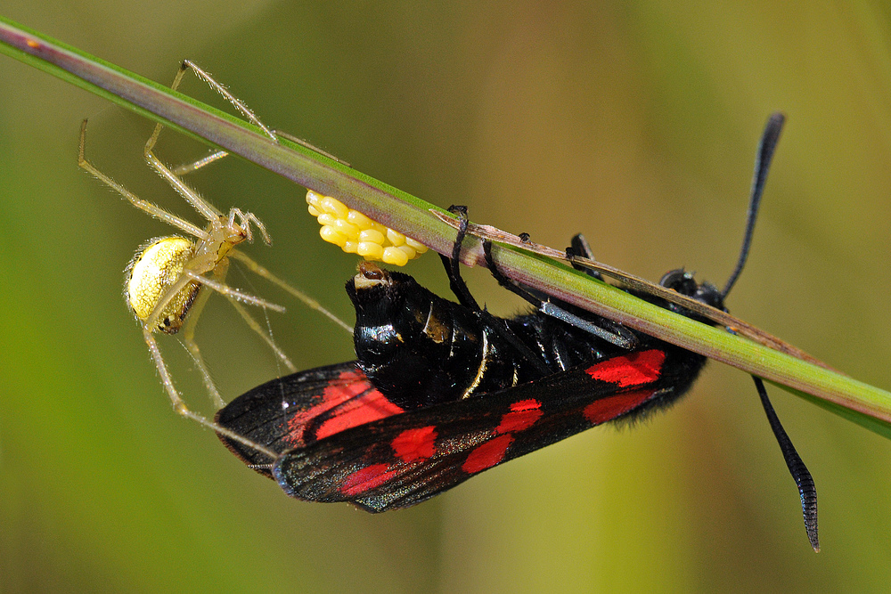 Widderchen – Eiablage und Spinne 01