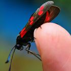 Widderchen - ganz zahm auf meinem Finger