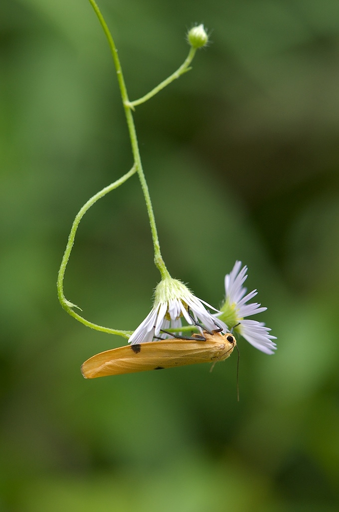 Widderchen hanging around