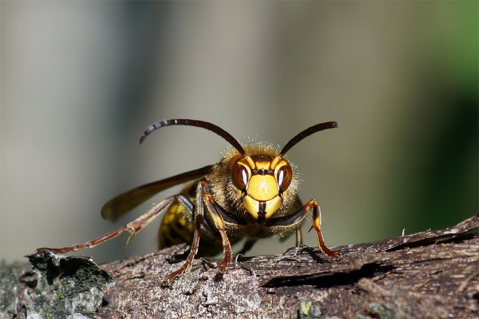 "Widderchen" Hornissendrohn