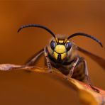 "Widderchen" Hornissendrohn im Herbst