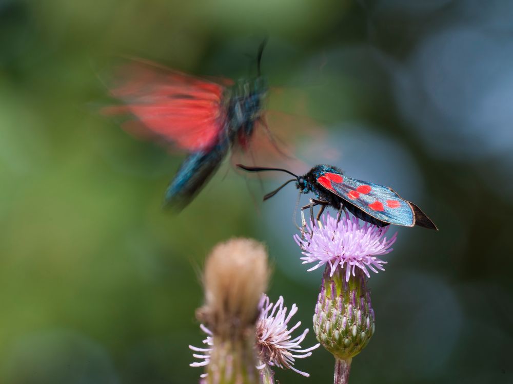 Widderchen im Anflug