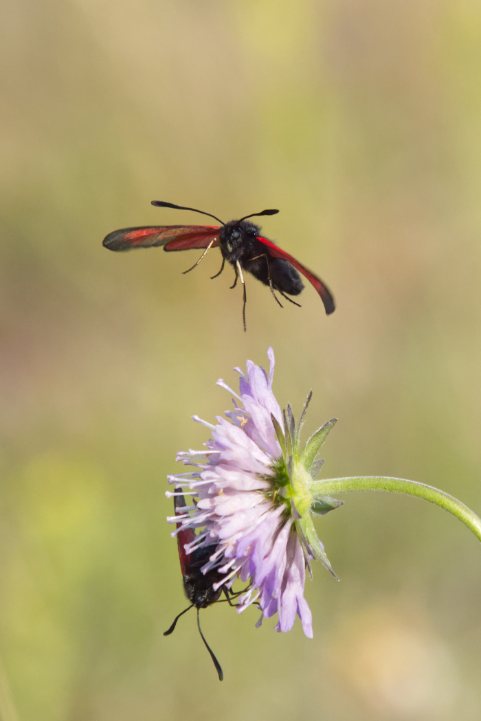 Widderchen im Anflug 8036