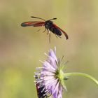 Widderchen im Anflug 8036