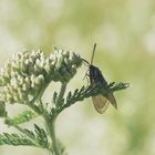 Widderchen im Gegenlicht