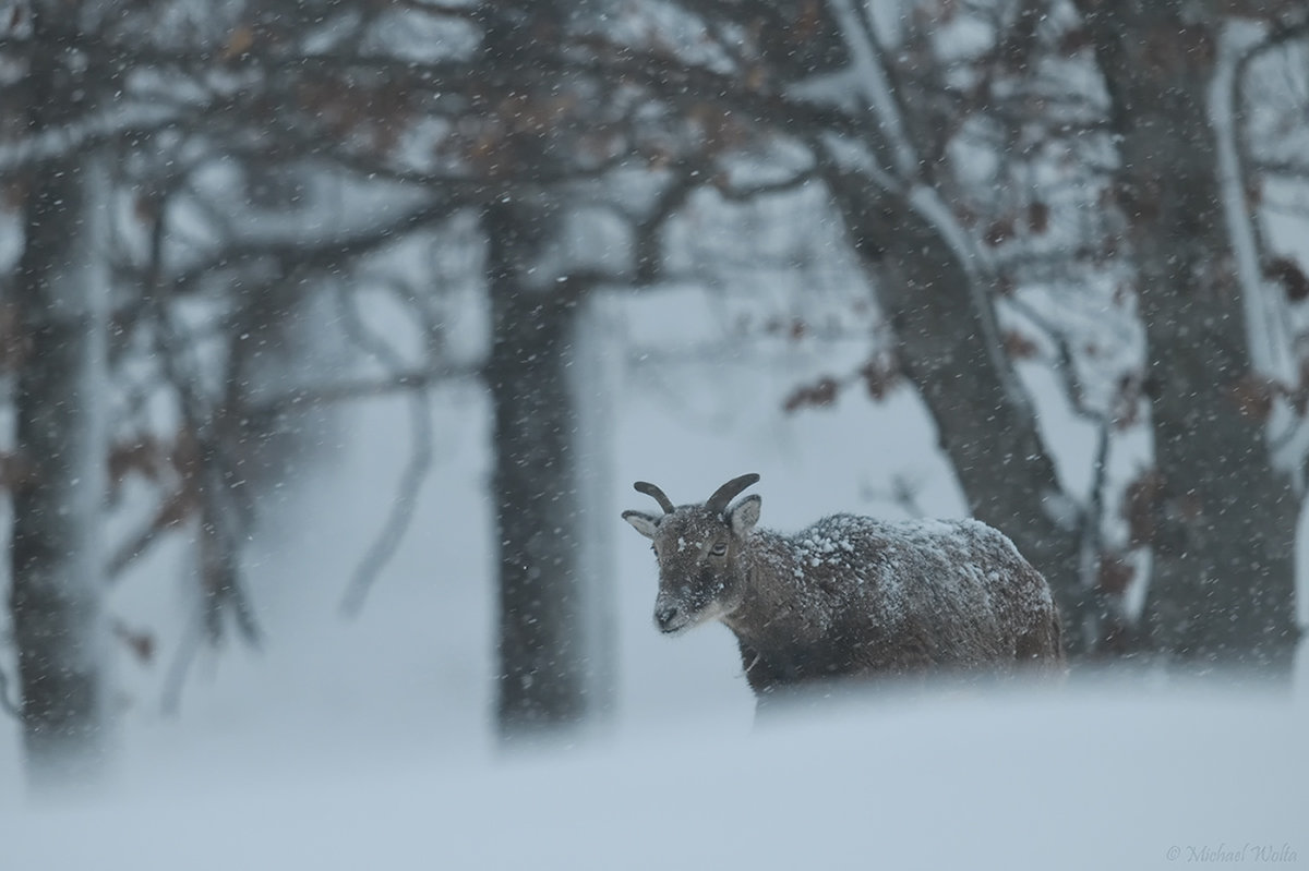 Widderchen im Winterwald