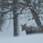 Widderchen im Winterwald