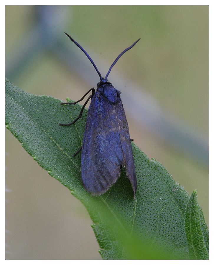 Widderchen in Blau oder schwarz ???