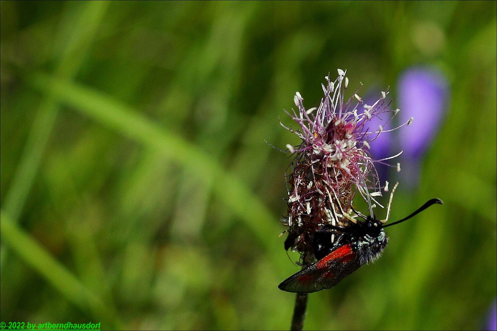 Widderchen in ROT