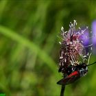 Widderchen in ROT