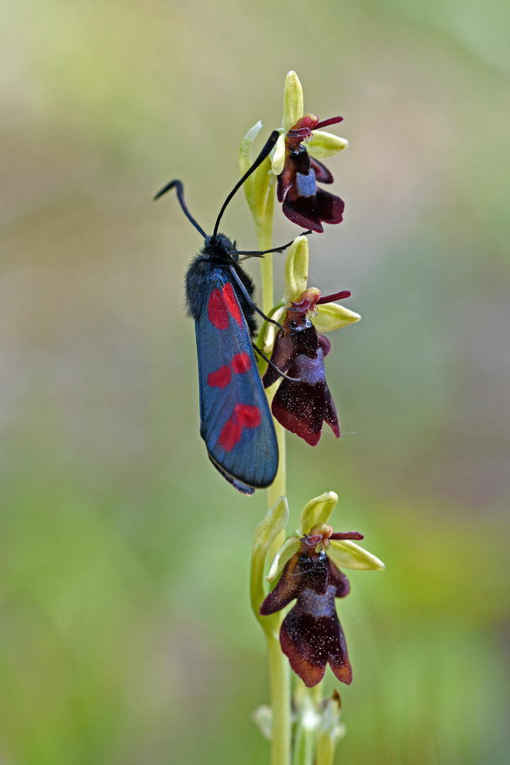 "Widderchen" meets "Fliege"