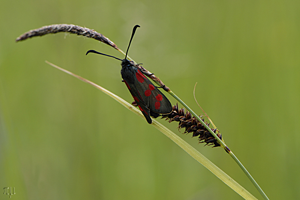 widderchen mit leuchtenden fühlern