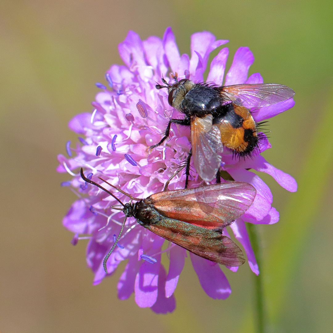 Widderchen mit Raupenfliege an Witwenblume