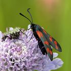 widderchen mit ungebetenem gast