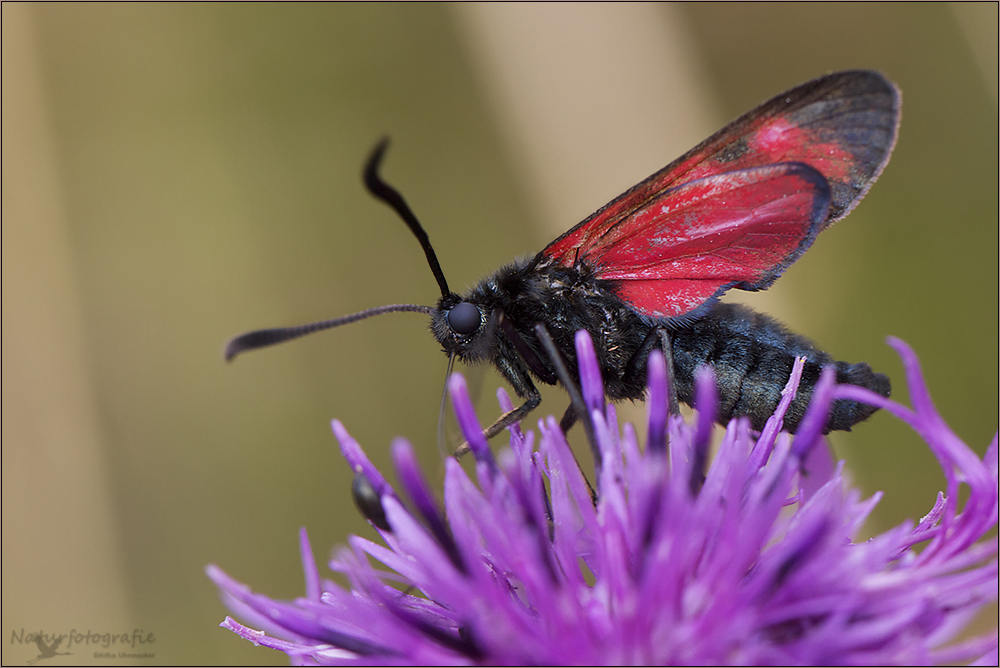 widderchen oder blutströpfchen ( zygaenidae ) 01/12