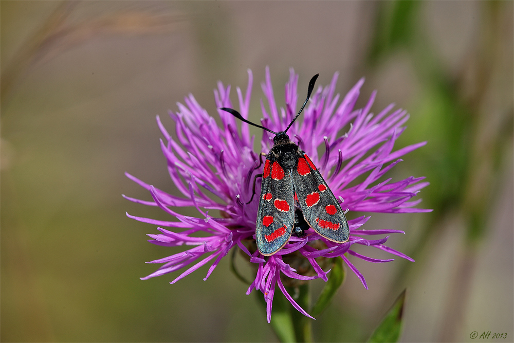 Widderchen - Portrait...