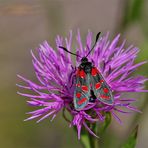 Widderchen - Portrait...