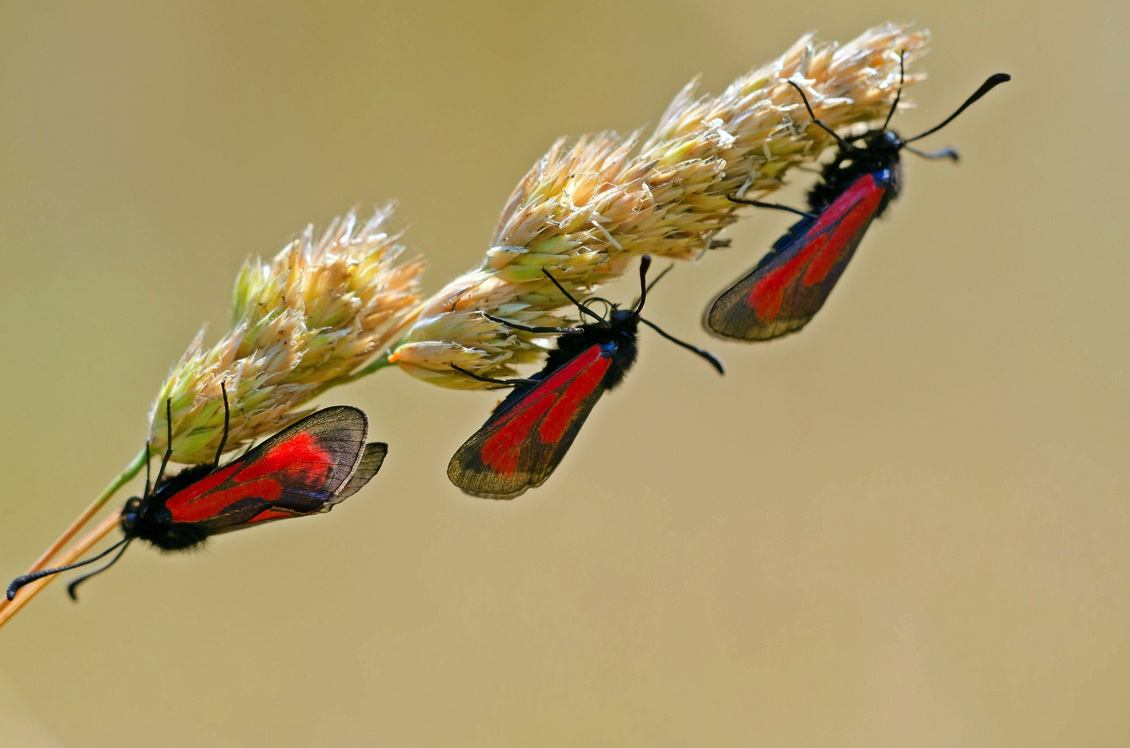 Widderchen Trio