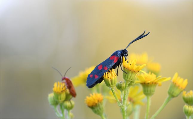 *Widderchen & Weichkäfer...*