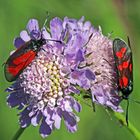 Widderchen (Zygaena)