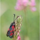 widderchen (zygaena carniolica).....