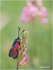 widderchen (zygaena carniolica).....