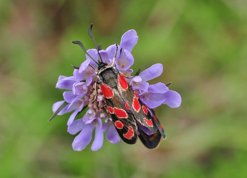 Widderchen (Zygaena carniolica) auf Skabiose