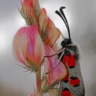 Widderchen (Zygaena rhadamanthus) auf Futter-Esparette (Onobrychis viciifolia)