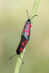 Widderchen (Zygaenidae)