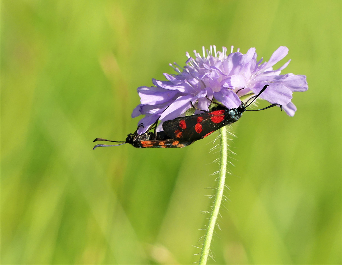 Widderchenpaar an der Witwenblume