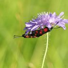 Widderchenpaar an der Witwenblume