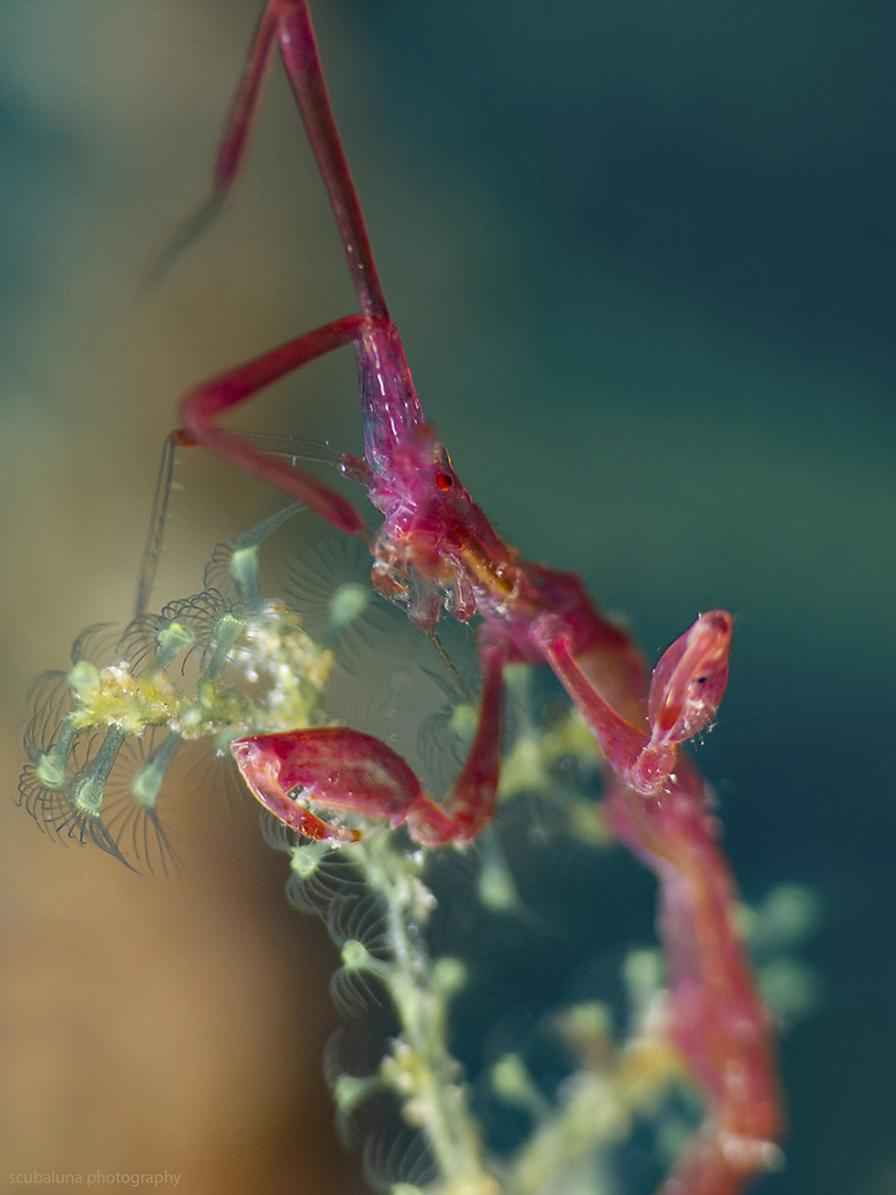 Widderkrebschen auf Hydrozoen