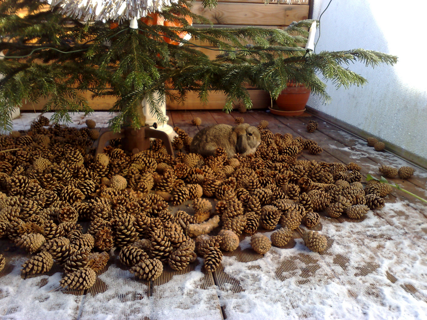 Widderzwerg unter dem Weihnachtsbaum