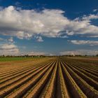 Wide open fields