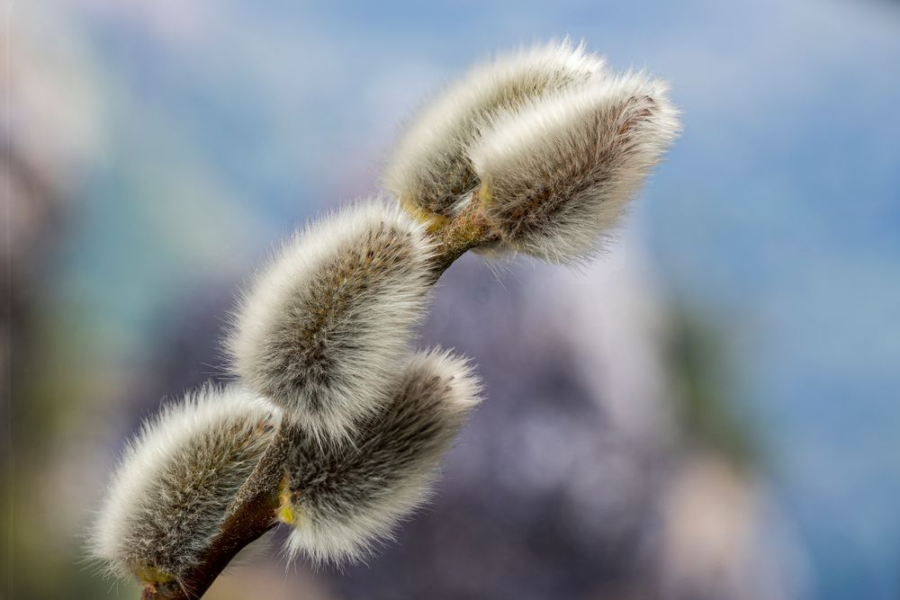 Widechätzli mit Hintergrund