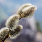 Widechätzli mit Hintergrund