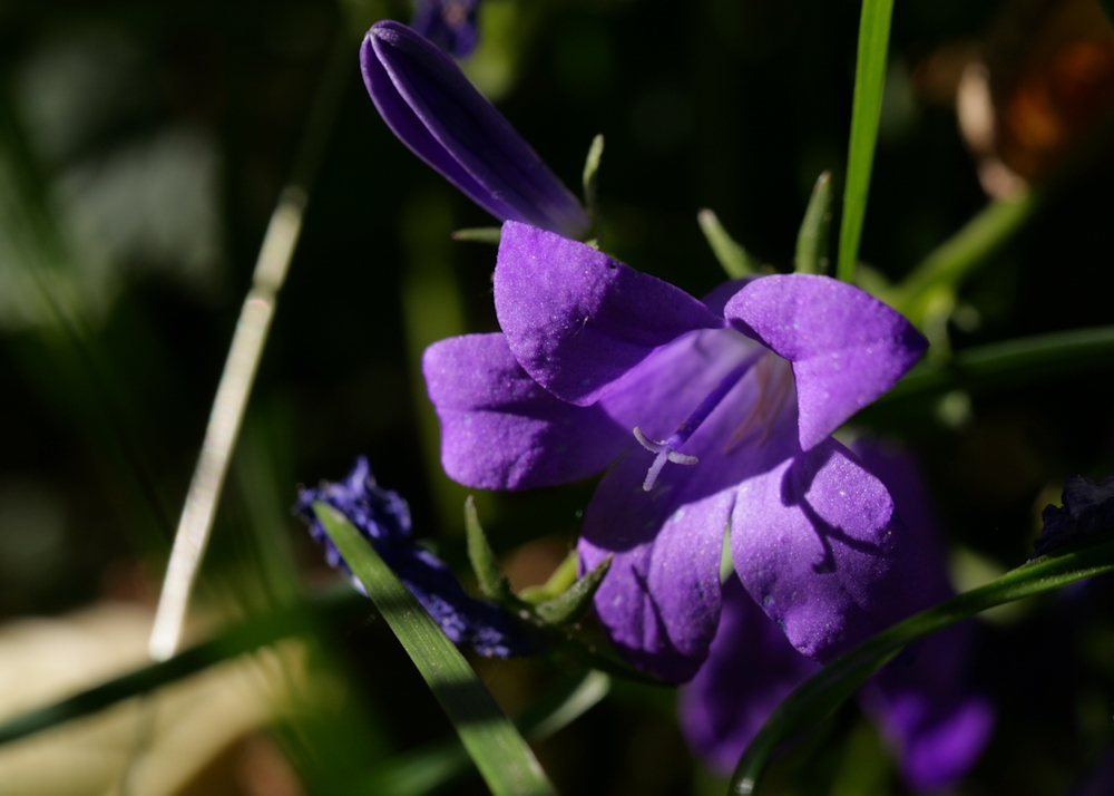 Wider den Winter - Sommerblume