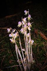 Widerbart - Die bemerkenswerteste Orchidee Deutschlands