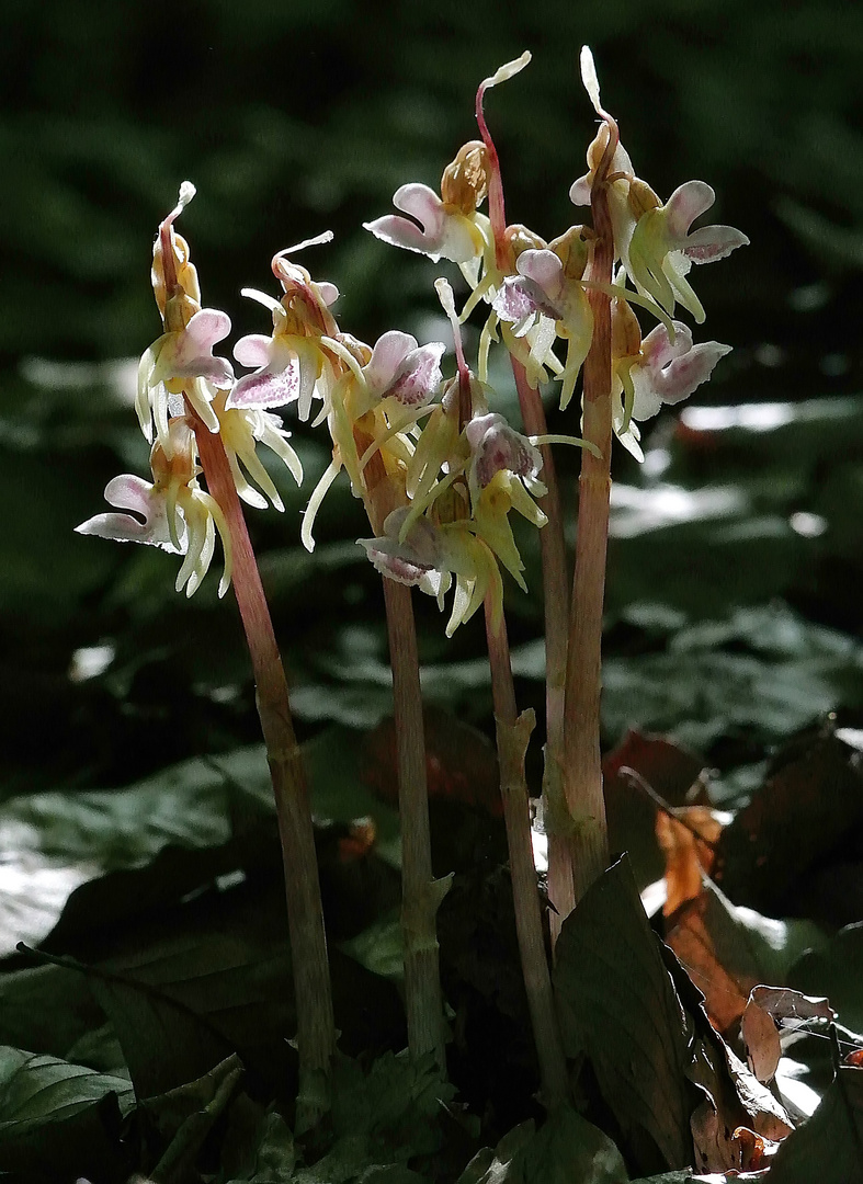 Widerbart (Epipogium aphyllum) - 12.7.13 - Kreis Höxter/NRW