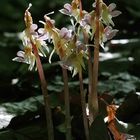 Widerbart (Epipogium aphyllum) - 12.7.13 - Kreis Höxter/NRW