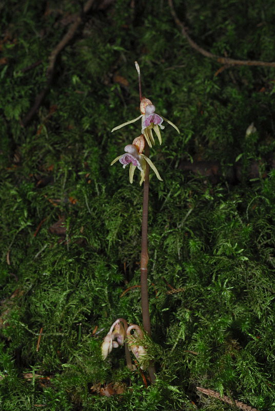 Widerbart (Epipogium aphyllum)