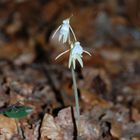 Widerbart (Epipogium aphyllum) bei Hüfingen am 27.7.09