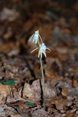 Widerbart (Epipogium aphyllum) bei Hüfingen am 27.7.09