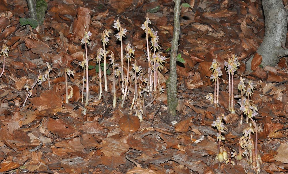 Widerbart Orchidee - Gruppenbildung - Kreis Höxter NRW - 19.7.13