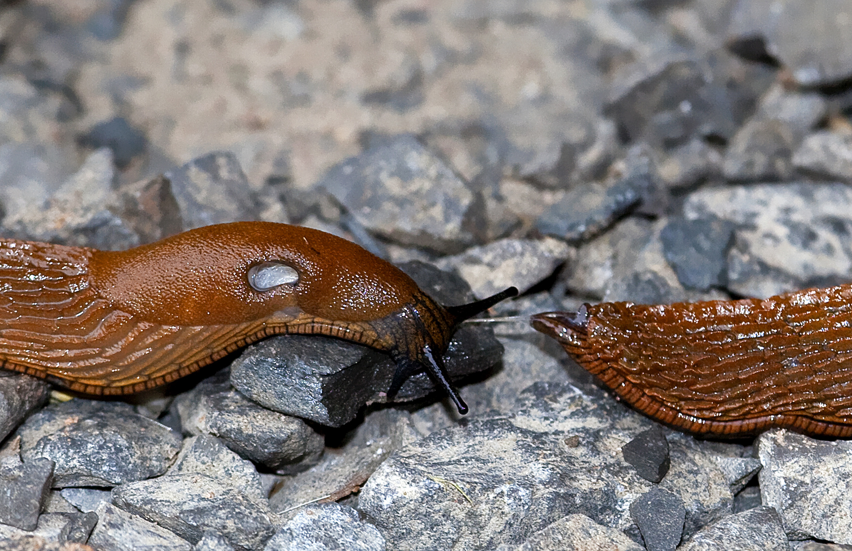 Widerlich diese Schleimer