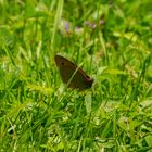 Widerspenstiger Schmetterling