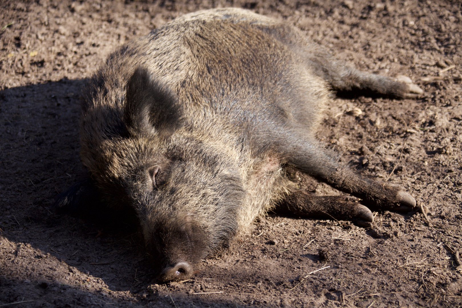 Wides Schwein im Sonnenschein