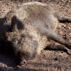 Wides Schwein im Sonnenschein